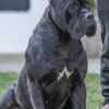 Cane Corso Cane Corso puppies