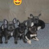French Bulldog French bulldog  puppies