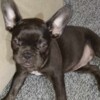 French Bulldog French bulldog  puppies