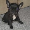 French Bulldog French bulldog  puppies
