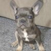 French Bulldog French bulldog  puppies