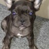 French Bulldog French bulldog  puppies