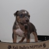 Other American bully XL