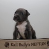 Other American bully XL