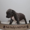 Other American bully XL
