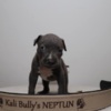 Other American bully XL