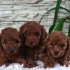 Poodle Red Toy poodle puppies for sale