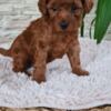 Poodle Red Toy poodle puppies for sale