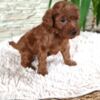 Poodle Red Toy poodle puppies for sale