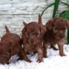 Poodle Red Toy poodle puppies for sale