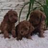 Poodle Red Toy poodle puppies for sale