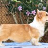 Welsh Corgi, Pembroke Welsh Corgi Pembroke puppies for sale