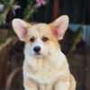 Welsh Corgi, Pembroke Welsh Corgi Pembroke puppies for sale