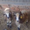 Sheep & Goats 3 Pot Belly Pigs & 4 Sheep in need of a new home