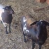 Sheep & Goats 3 Pot Belly Pigs & 4 Sheep in need of a new home