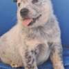 Australian Cattle Dog Australian Cattle Dog  puppies