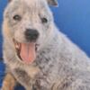 Australian Cattle Dog Australian Cattle Dog  puppies