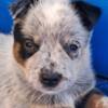 Australian Cattle Dog Australian Cattle Dog  puppies