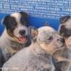 Australian Cattle Dog Australian Cattle Dog  puppies
