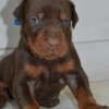 Doberman Pinscher Doberman puppies