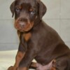 Doberman Pinscher Doberman puppies