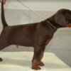 Doberman Pinscher Doberman puppies