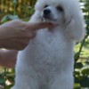 Poodle White Miniature Poodle puppies