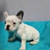 French Bulldog French Bulldog puppies for sale