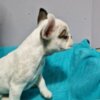 French Bulldog French Bulldog puppies for sale