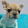 French Bulldog French Bulldog puppies for sale