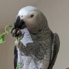 African Grey Parrot Congo African Grey Parrots & Cage
