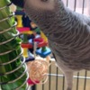 African Grey Parrot Congo African Grey Parrots & Cage