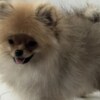 Pomeranian Pomeranian Spitz puppies