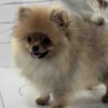 Pomeranian Pomeranian Spitz puppies