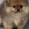 Pomeranian Pomeranian Spitz puppies