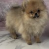 Pomeranian Pomeranian Spitz puppies