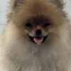 Pomeranian Pomeranian Spitz puppies