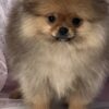Pomeranian Pomeranian Spitz puppies