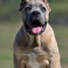 Cane Corso Cane Corso puppies