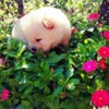 Chow Chow Chow Chow puppies for sale
