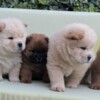 Chow Chow Chow Chow puppies for sale