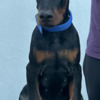 Doberman Pinscher Doberman puppies