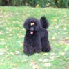Poodle Toy Poodle female puppy