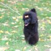 Poodle Toy Poodle female puppy