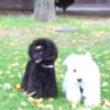 Poodle Toy Poodle female puppy