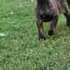 Dutch Shepherd Dog Dutch Shepherd  puppies for sale