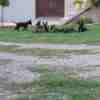 Dutch Shepherd Dog Dutch Shepherd  puppies for sale