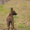 Dutch Shepherd Dog Dutch Shepherd  puppies for sale