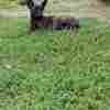 Dutch Shepherd Dog Dutch Shepherd  puppies for sale