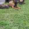Dutch Shepherd Dog Dutch Shepherd  puppies for sale